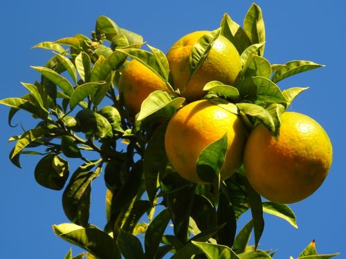 oranges naranjo trees
