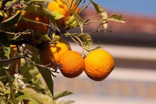 oranges bahia orange citrus sinensis