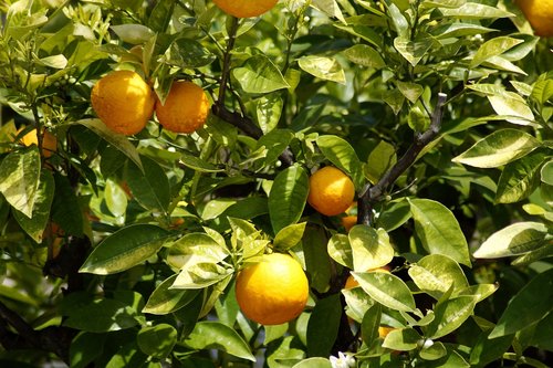 oranges  fruits  orange tree