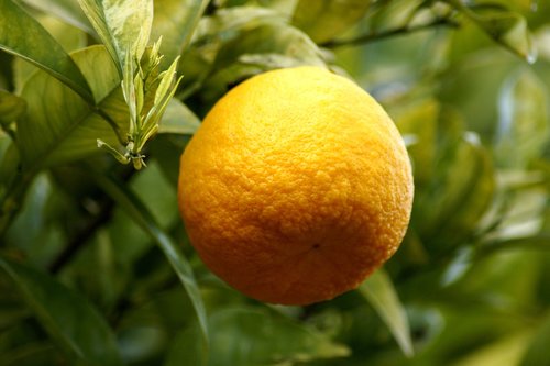 oranges  fruits  orange tree