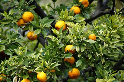 oranges  fruits  flowers