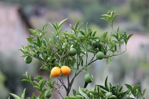 oranges orange tree citrus fruit