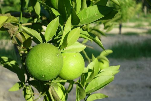 oranges fruit food