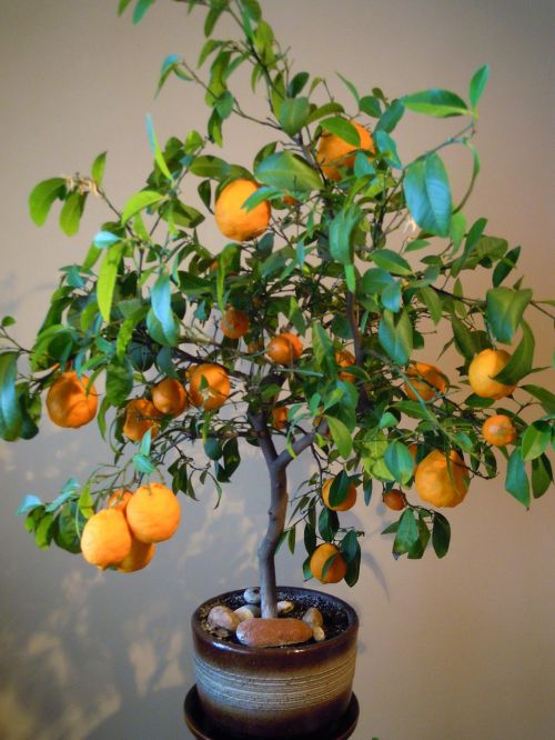 oranges tree flowerpot