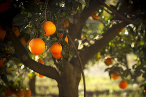 oranges tree majorica