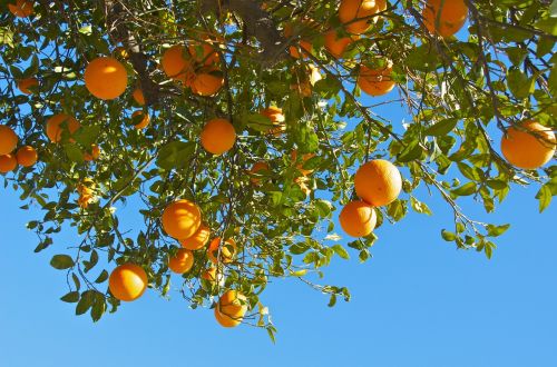 oranges fruits citrus fruits