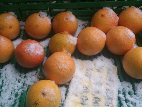 oranges orange snow