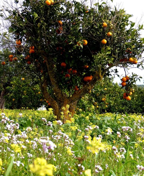 oranges orange tree flowers