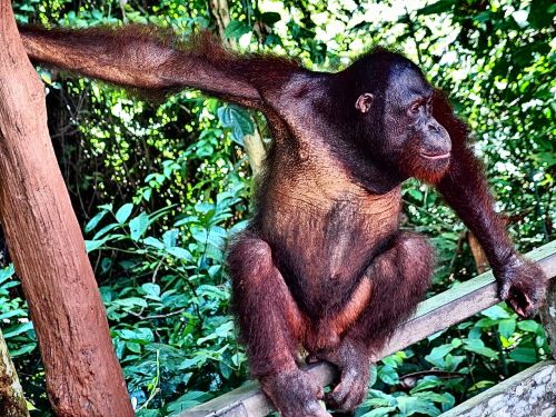 orangutan monkey jungle