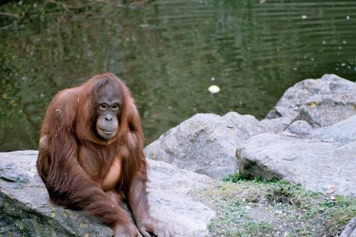 orangutan zoo rocks