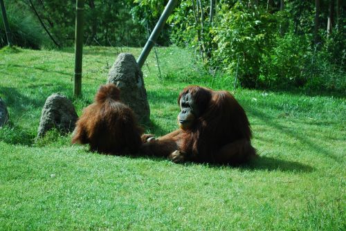 orangutan zoo ape