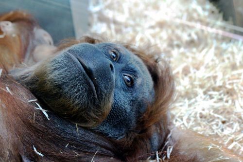 orangutan monkey lies