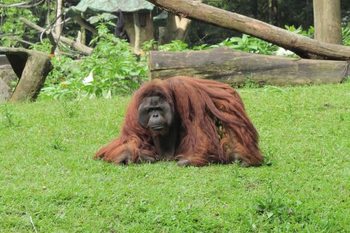 orangutan monkey animal