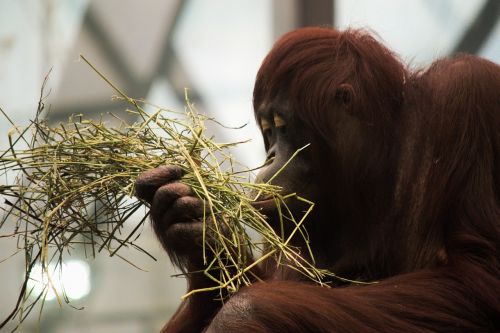 orangutan monkey mammal