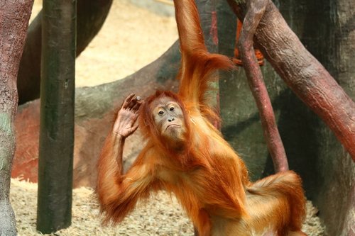 orangutan  monkey  primate