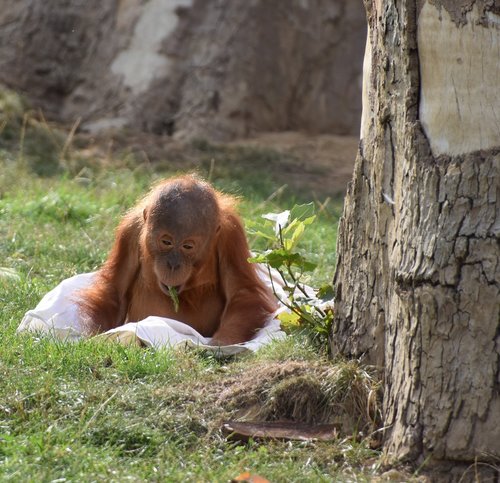 orangutan  baby  monkey