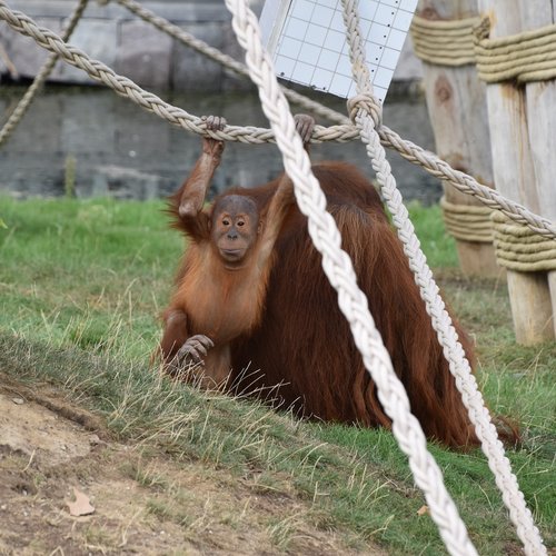 orangutan  baby  monkey