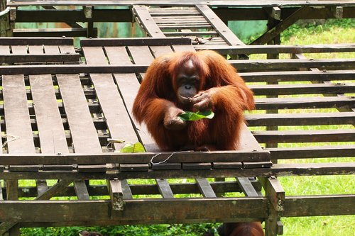 orangutan  endangered  primate