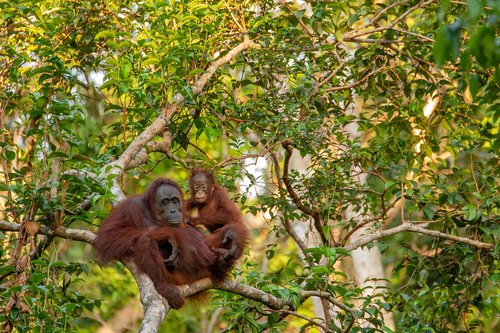 orangutan  mother  animal