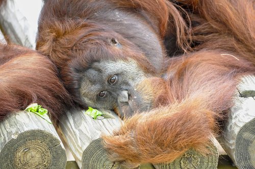 orangutan  animal  mammals