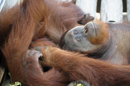 orangutan  animal  mammals