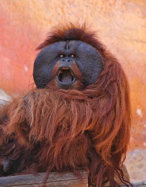 orangutan  screaming  upset