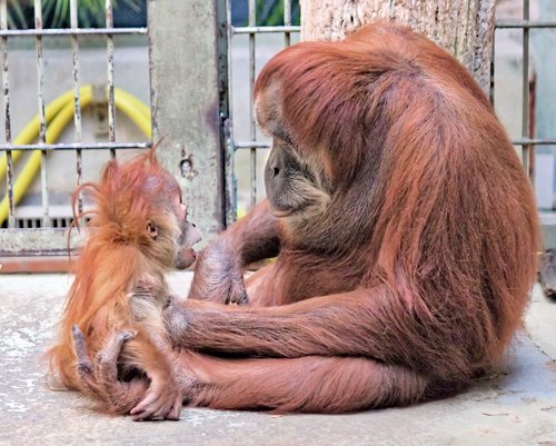 orangutan  mother  cub
