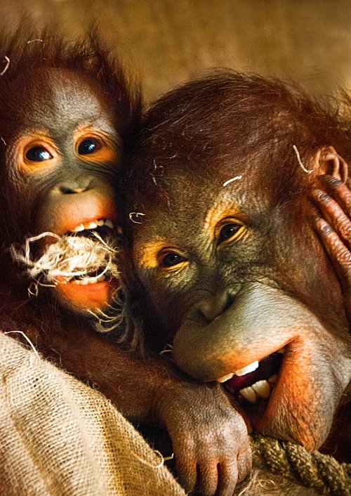 orangutan  monkeys  happy