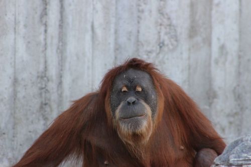 orangutan ape nature