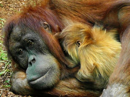 orangutan monkey ape
