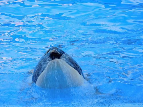 orca killer whale animal