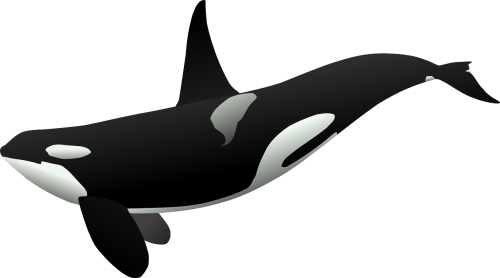 orca killer whale sea mammal