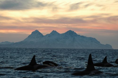 orca lofoten islands dusk