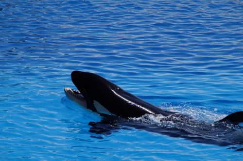 orca wal killer