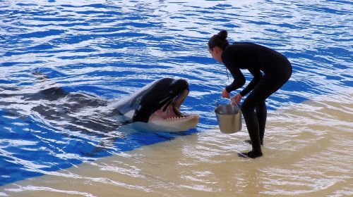 orca performance training