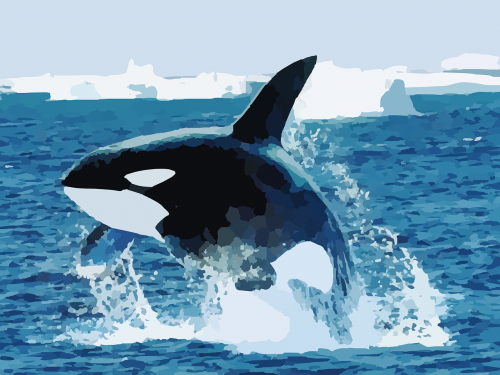 orca killer whale whale