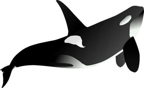 orca whale animal