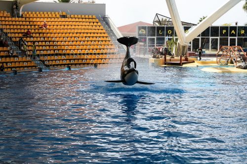 orca wal orcashow
