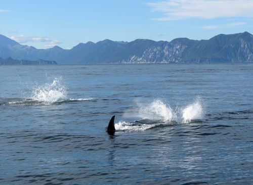 orcas fish ocean