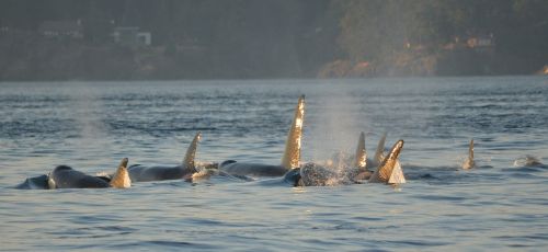 orcas killer whales shimmer
