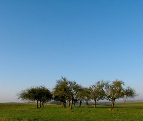 orchard blue sky tree