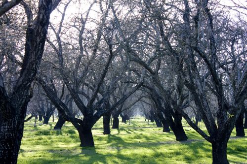 orchard agriculture trees