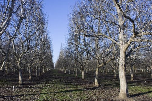 orchard agriculture trees