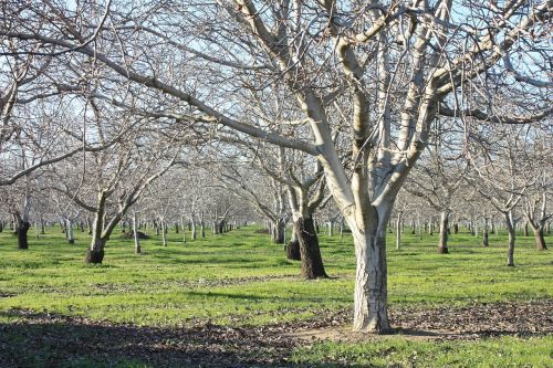 orchard agriculture trees