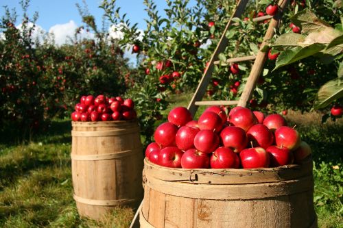 orchard apple apples