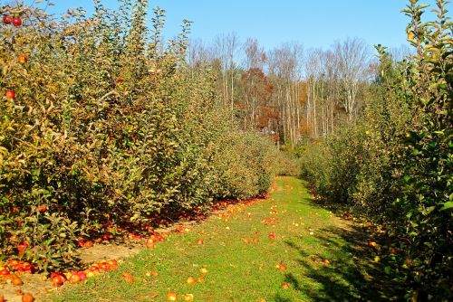 orchard apple apple orchard