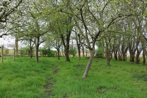 orchard apple tree pear tree