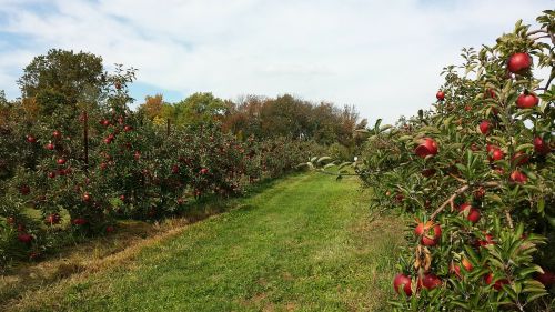 orchard apple agriculture