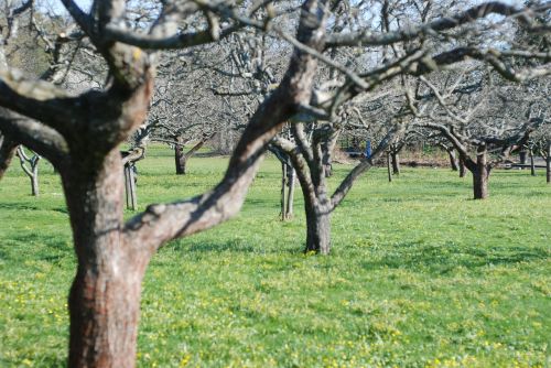orchard apple trees garden