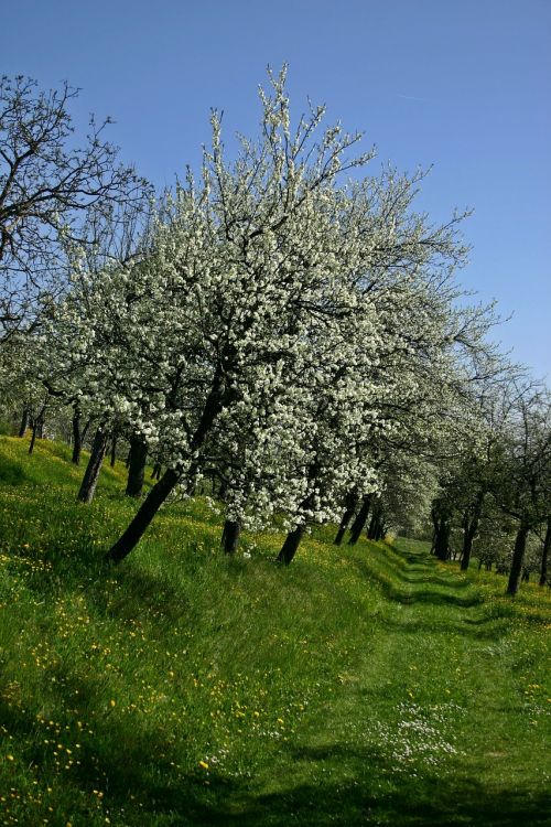 orchard tree blossom